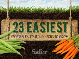 23 Easiest Vegetables, Fruits and Herbs to Grow