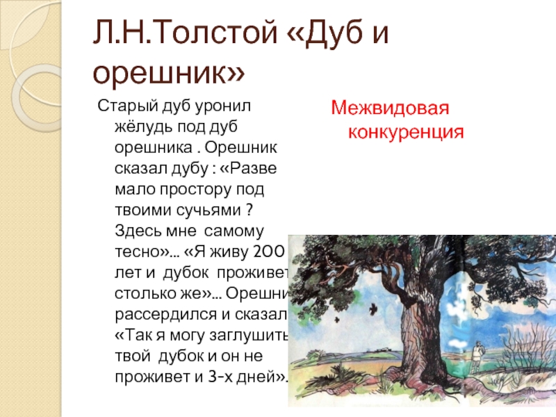 Да здесь был этот дуб. Л. Н. толстой «дуб и орешник».. Лев Николаевич толстой дуб и орешник. Л толстой дуб и орешник текст.