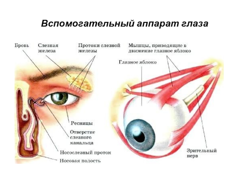 Вспомогательные строение глаза. Вспомогательный аппарат глаза слезный аппарат глаза. Вспомогательный аппарат глаза защитный аппарат таблица. Строение вспомогательного аппарата глаза. Строение и функции вспомогательного аппарата глаза.