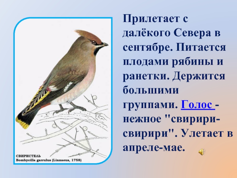 Свиристель описание. Свиристели прилетели примета. Свиристели прилетели стихи. Обыкновенный свиристель чертеж. Свиристели прилетели надпись.