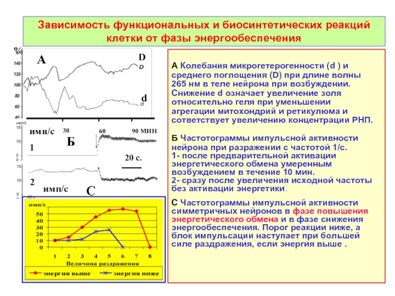 Функциональная зависимость в физике. Биосинтетическая активность это. Фаза сниженной возбудимости. Регистрация импульсной активности нервных клеток.