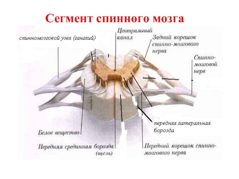 Выберите три верно обозначенные подписи к рисунку строение сегмента спинного мозга