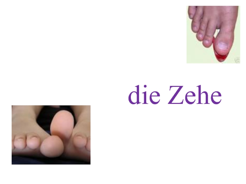 die Zehe.