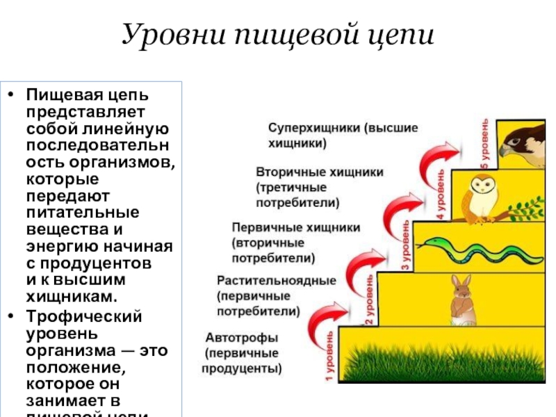 Подпишите трофические уровни цепи питания на рисунке