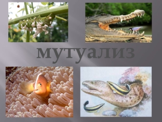 Мутуализм. Симбиоз