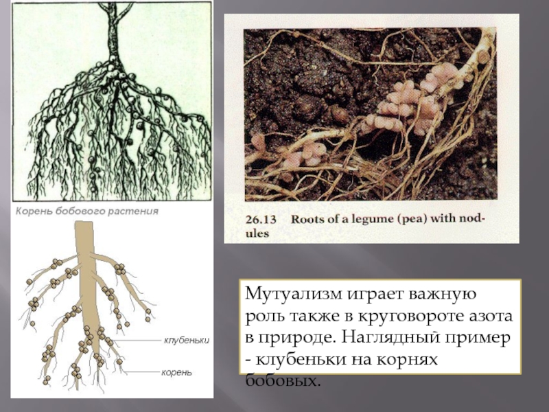 Клубеньки на корнях бобовых это. Азотфиксирующие клубеньки. Азотистые клубеньки. Азотфиксирующие бактерии и бобовые. Азотфиксирующие бактерии.