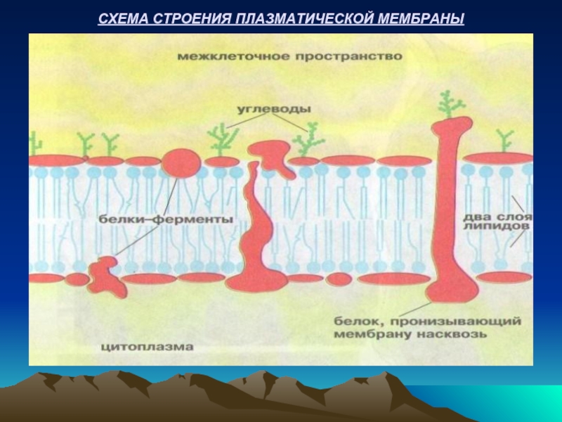 Проницаемость цитоплазматической мембраны