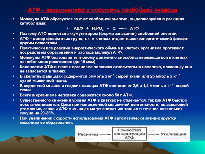 Преобладающим для запасания энергии у человека