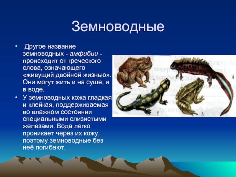 Где обитают пресмыкающиеся. Название земноводных. Представители класса земноводные. Другое название земноводных животных. Пресмыкающиеся обитающие в воде.