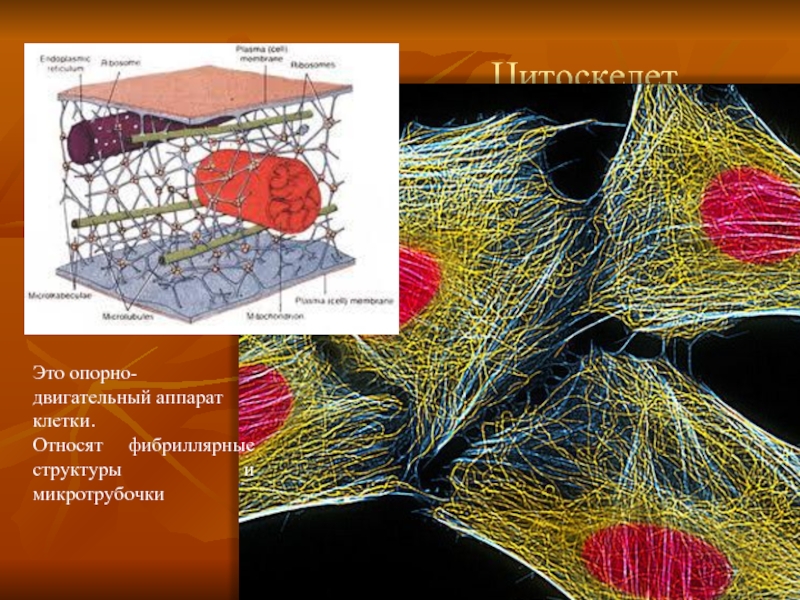 Клетки относят. Фибриллярный цитоскелет клетки. Цитоскелет гистология. Цитоскелет клетки строение. Микротрубочки гистология.
