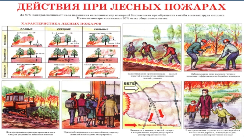 План действий в лесу вблизи очага пожара