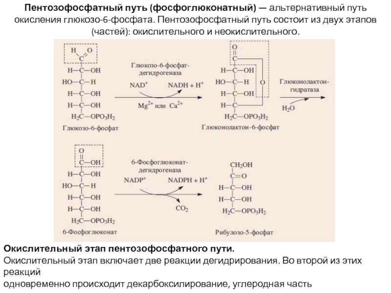 Схема пентозофосфатного цикла