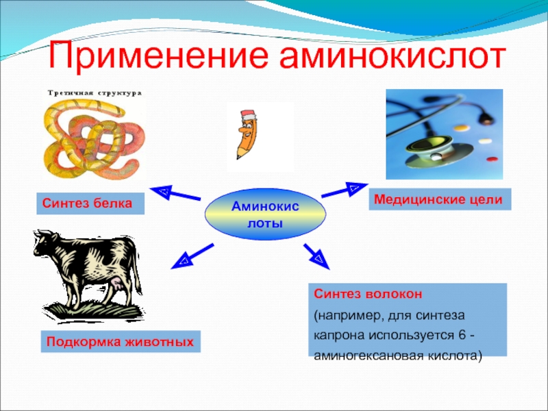 Какие признаки характерны для животных синтезируют. Области применения аминокислот.