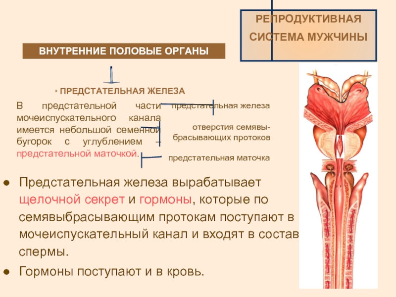 Железы женских половых органов. Мочеиспускательный канал. Мочеиспускательный канал функции. Мочеиспускательный канал строение и функции. Функции мужского мочеиспускательного канала.
