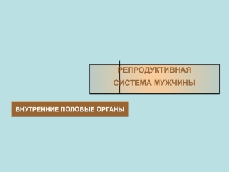 Репродуктивная система мужчины. Внутренние половые органы