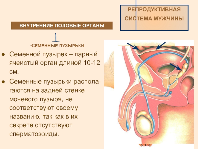 Наличие женских и мужских органов