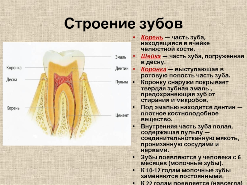 Расположенный корень. Часть зуба, расположенная в зубной ячейке челюсти. Строение зуба коронка шейка корень. Строение зуба снаружи. Корень зуба строение зуба.