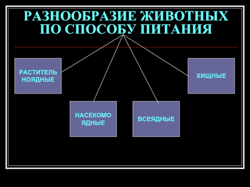 Перечислите группы животных по способу питания. Разнообразие животных по способу питания. Группы животных по способу питания. Разнообразие животных по способу питания животные всеядные. 3 Группы животных по способу питания.