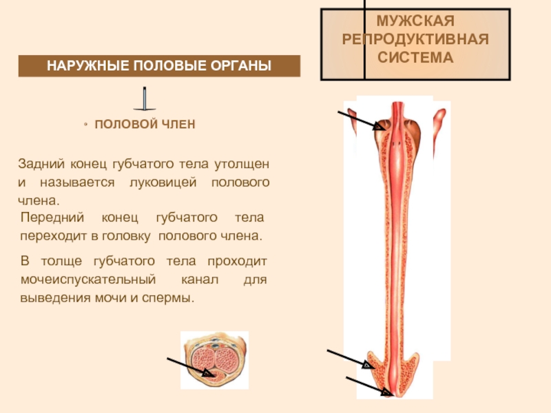 Функции наружных половых органов