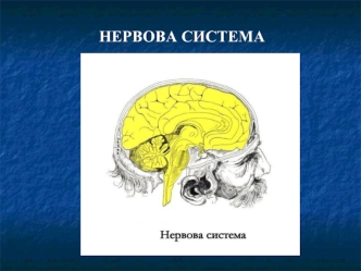 Нервова система. Органи чуття