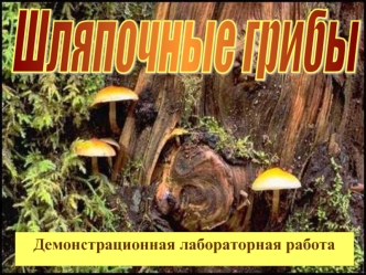 Шляпочные грибы. Строение плодового тела
