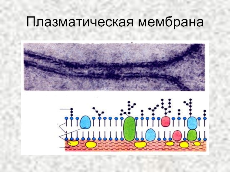 4 функция плазматической мембраны. Микрофотография плазматической мембраны. Мембрана клетки микрофотография. Плазматическая мембрана гидрофобные. Плазматическая мембрана клетки.