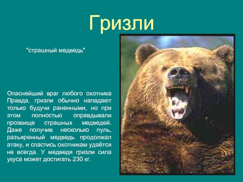 Медведь перевод. Сведения о медведе Гризли. Гризли доклад. Медведь Гризли где обитает. Сообщение о буром медведе Гризли.