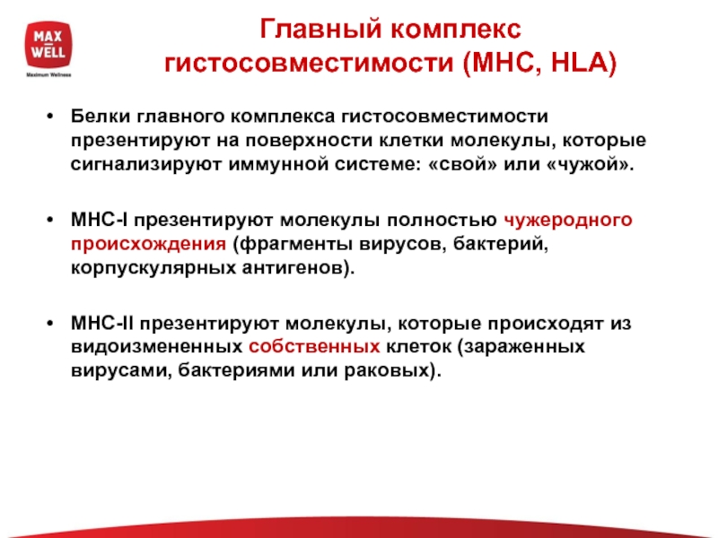 Что такое комплекс. MHC главный комплекс гистосовместимости. МНС главный комплекс гистосовместимости. MHC II комплекс гистосовместимости. MHC, основной комплекс гистосовместимости.