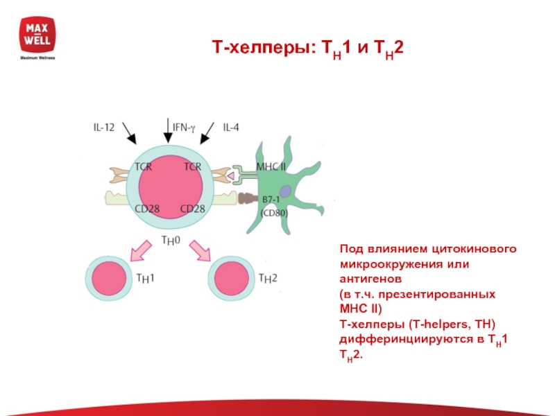 Астро хелпер. Т хелперы и mhc2. Т хелперы функции иммунология. Т лимфоциты хелперы. Т хелперы механизм действия.