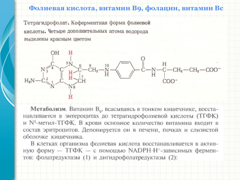 Обмен фолиевой кислоты. Коферментные формы витамина в9. Кофермент витамина в9. Фолиевая кислота функции биохимия. Витамин б9 фолиевая кислота формула.
