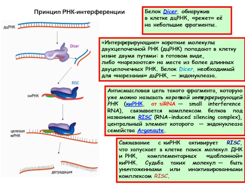 Интерферирующая рнк. Малая интерферирующая РНК функция. РНК интерференция механизм. Малые интерферирующие РНК схема. Этапы РНК интерференции.