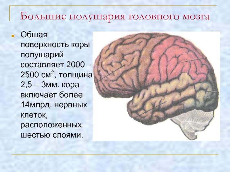 Большие полушария головного мозга функции и строение. Большие полушария головного мозга строение коры. Площадь коры головного мозга человека. Доли большого полушария головного мозга.