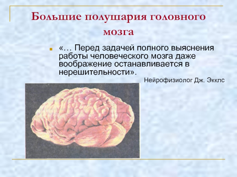 Мозг значение слова. Функции больших полушарий головного мозга презентация. Серое вещество полушарий головного мозга. Большие полушария мозга 8 класс биология. Презентация на тему функции мозга.