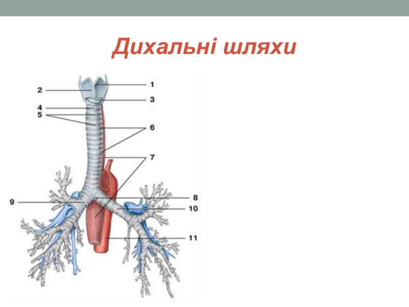 Дыхательное горло. Строение трахеи и бронхов анатомия. Трахея и бронхи топография строение и функции. Топография трахеи и бронхов. Топография трахеи и главных бронхов.