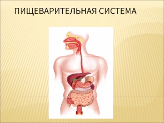 Пищеварительная система