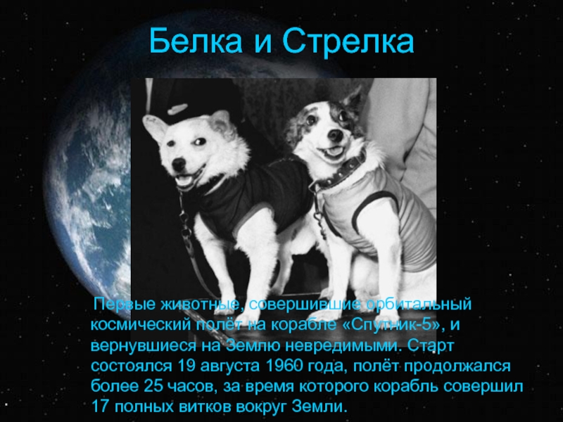 Кто первый полетел в космос в россии. Гагарин и белка и стрелка. Космический корабль Спутник 5 белка и стрелка.