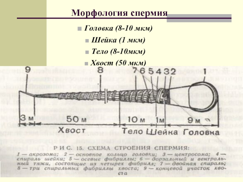 Шейка 1. Составные части Бора головка, шейка, тело, хвост.