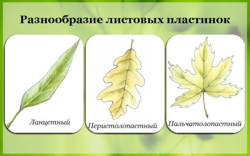 Листья пластинки. Разнообразие листовых пластинок. Разнообразие листовых пластин. Разделенная листовая пластина. Форма листовой пластинки чистотела.