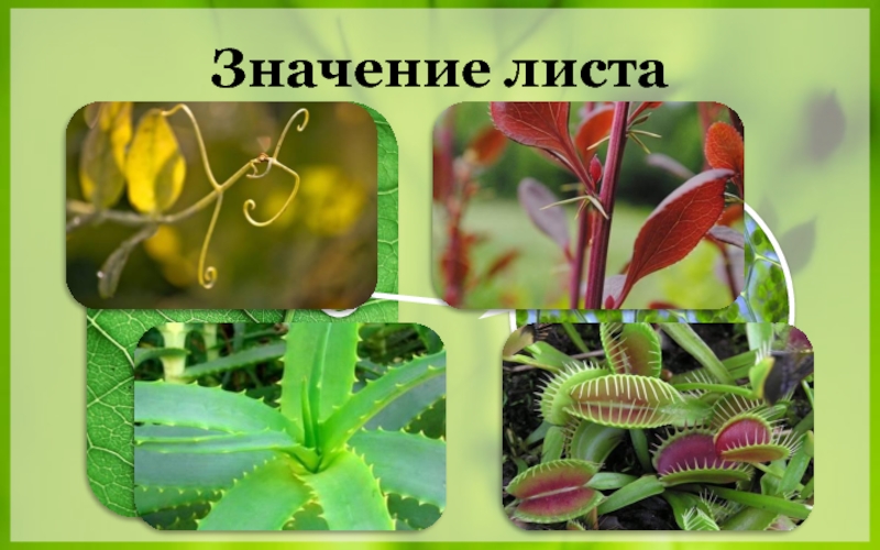 Выберите три правильных ответа зеленые растения. Роль листа в жизни растения. Значение листа для растения. Значение листьев для растения. Значение листа.