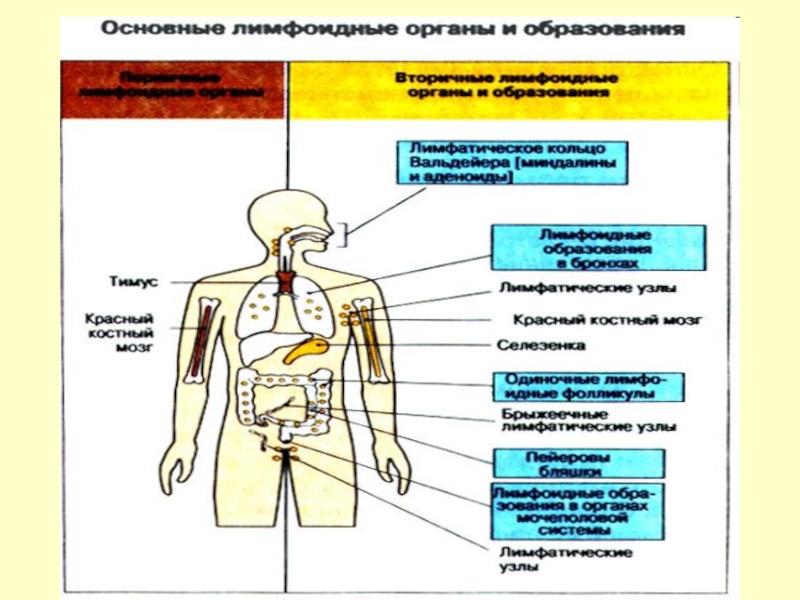 Как выглядит иммунная система человека фото