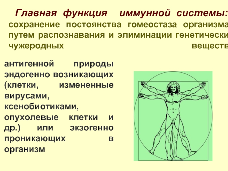 Гомеостаз презентация анатомия