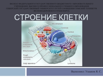 Строение клетки