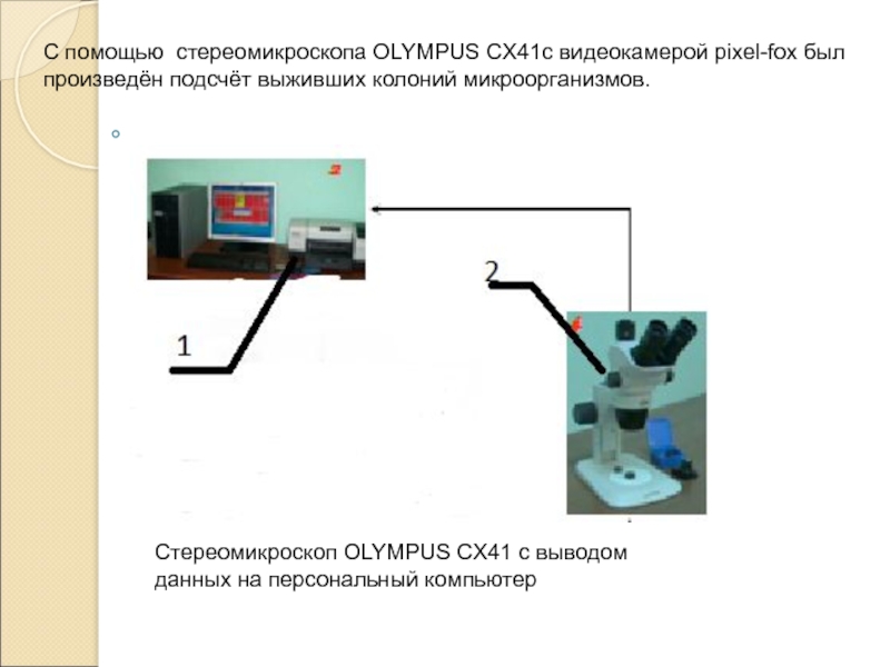C помощью стереомикроскопа OLYMPUS СX41с видеокамерой pixel-fox был произведён подсчёт выживших