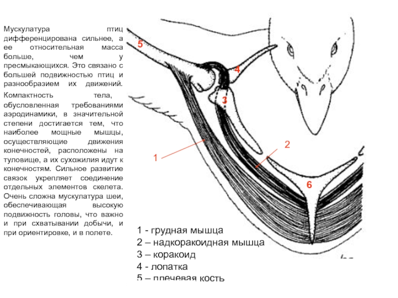 Пояса птиц. Коракоид кость у птиц это что. Коракоид у пресмыкающихся. Скелет птицы коракоид. Коракоид у земноводных.