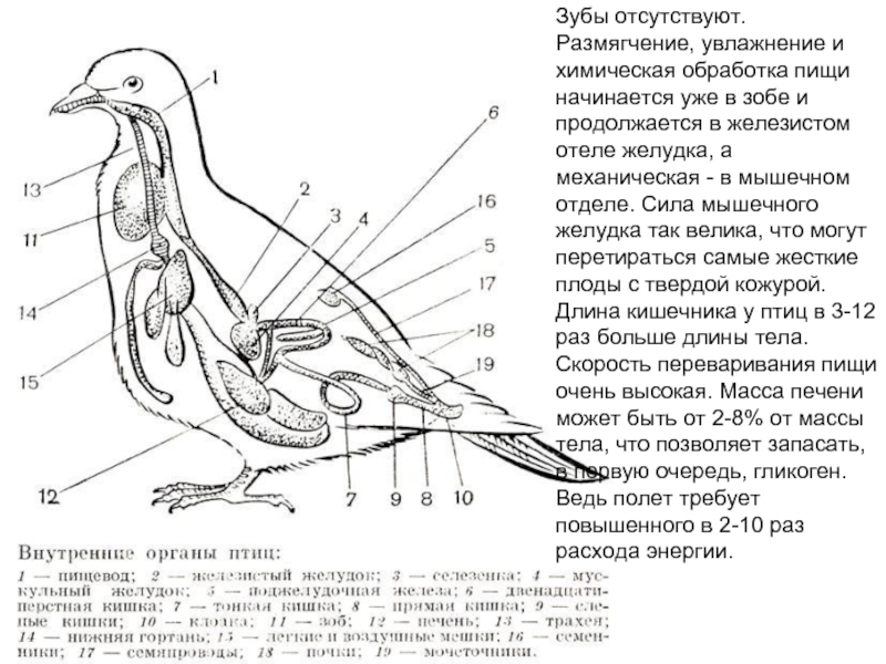 Органы птицы картинки с названиями