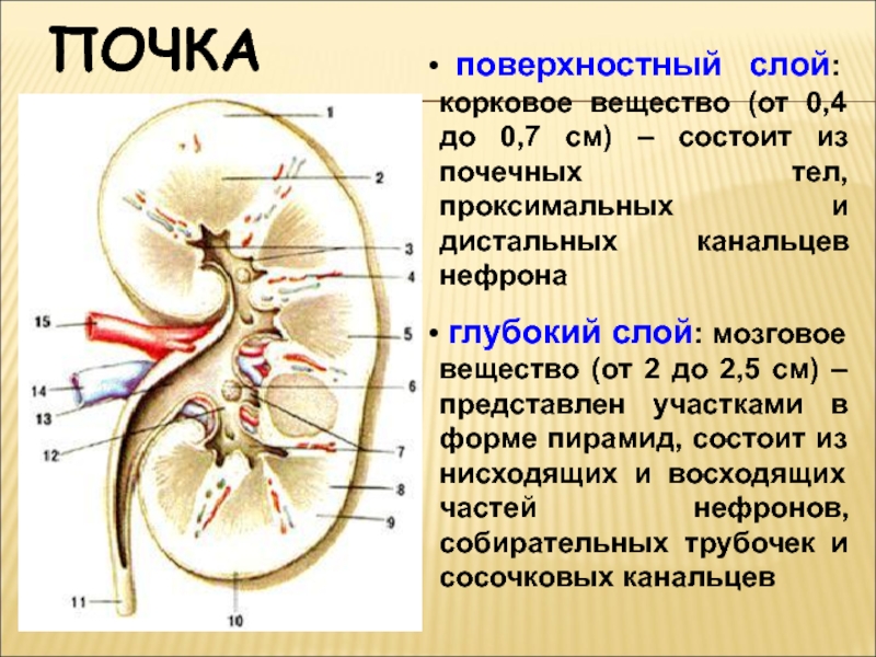 Из почечных пирамид состоит