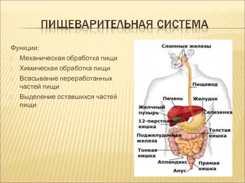 Составьте схему передвижения пищи по пищеварительному тракту