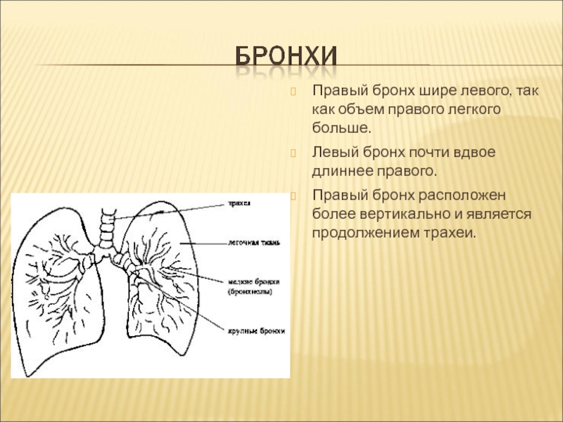 Легкие отличаются. Бронхи правый и левый. Правый главный бронх. Левый бронх. Левый главный бронх.