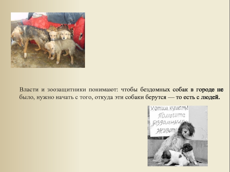 Проблемы собак. Бездомные собаки проект. Актуальность проблемы бездомных собак. Бездомные животные актуальность проблемы. Актуальность бездомных животных.