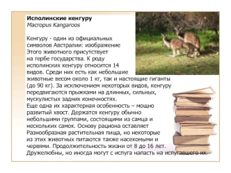 Исполинские кенгуру 
Macropus Kangaroos

Кенгуру - один из официальных 
символов Австралии: изображение 
Этого животного присутствует
на гербе государства. К роду 
исполинских кенгуру относится 14
видов. Среди них есть как небольшие
животные весом около 1